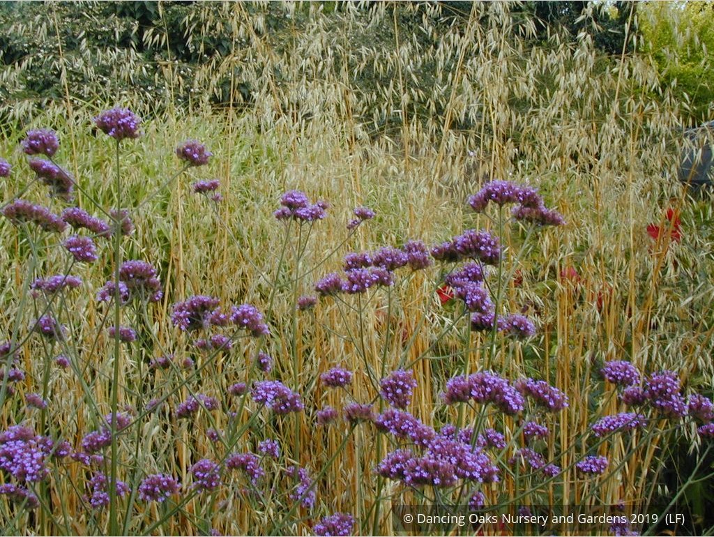Perennials ~ Verbena bonariensis, Tall Verbena or Argentinian Vervain ~ Dancing Oaks Nursery and Gardens ~ Retail Nursery ~ Mail Order Nursery