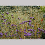 Perennials ~ Verbena bonariensis, Tall Verbena or Argentinian Vervain ~ Dancing Oaks Nursery and Gardens ~ Retail Nursery ~ Mail Order Nursery