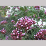 Perennials ~ Verbena bonariensis, Tall Verbena or Argentinian Vervain ~ Dancing Oaks Nursery and Gardens ~ Retail Nursery ~ Mail Order Nursery