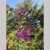 Perennials ~ Vernonia missurica, Ironweed ~ Dancing Oaks Nursery and Gardens ~ Retail Nursery ~ Mail Order Nursery