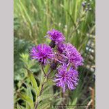 Perennials ~ Vernonia missurica, Ironweed ~ Dancing Oaks Nursery and Gardens ~ Retail Nursery ~ Mail Order Nursery