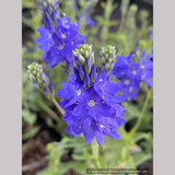 Perennials ~ Veronica austriaca subsp. teucrium 'Crater Lake Blue', Saw-Leaved Speedwell ~ Dancing Oaks Nursery and Gardens ~ Retail Nursery ~ Mail Order Nursery