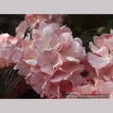 Shrubs ~ Viburnum plicatum var. plicatum 'Pink Sensation', Pink Snowball Viburnum ~ Dancing Oaks Nursery and Gardens ~ Retail Nursery ~ Mail Order Nursery
