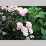 Shrubs ~ Viburnum plicatum var. plicatum 'Pink Sensation', Pink Snowball Viburnum ~ Dancing Oaks Nursery and Gardens ~ Retail Nursery ~ Mail Order Nursery