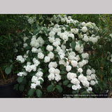 Shrubs ~ Viburnum plicatum var. plicatum 'Pink Sensation', Pink Snowball Viburnum ~ Dancing Oaks Nursery and Gardens ~ Retail Nursery ~ Mail Order Nursery