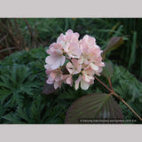 Shrubs ~ Viburnum plicatum var. plicatum 'Pink Sensation', Pink Snowball Viburnum ~ Dancing Oaks Nursery and Gardens ~ Retail Nursery ~ Mail Order Nursery