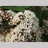 Shrubs ~ Viburnum x 'Pragense', Pragense Viburnum ~ Dancing Oaks Nursery and Gardens ~ Retail Nursery ~ Mail Order Nursery