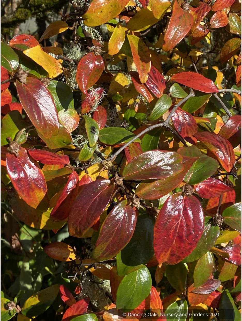Viburnum x burkwoodii