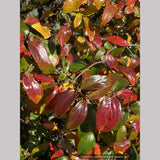 Viburnum x burkwoodii