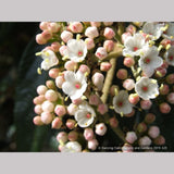 Shrubs ~ Viburnum x 'Pragense', Pragense Viburnum ~ Dancing Oaks Nursery and Gardens ~ Retail Nursery ~ Mail Order Nursery
