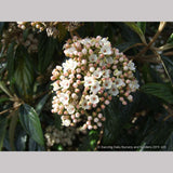 Shrubs ~ Viburnum x 'Pragense', Pragense Viburnum ~ Dancing Oaks Nursery and Gardens ~ Retail Nursery ~ Mail Order Nursery