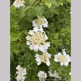 Viburnum opulus 'Xanthocarpum', Yellow-fruited Cranberry Bush