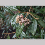 Shrubs ~ Viburnum x 'Pragense', Pragense Viburnum ~ Dancing Oaks Nursery and Gardens ~ Retail Nursery ~ Mail Order Nursery