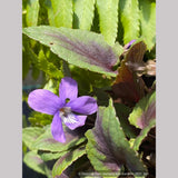 Perennials ~ Viola 'Heartthrob', Heartthrob Hardy Violet ~ Dancing Oaks Nursery and Gardens ~ Retail Nursery ~ Mail Order Nursery