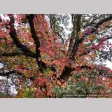 Vines ~ Vitis coignetiae, Crimson Glory Vine ~ Dancing Oaks Nursery and Gardens ~ Retail Nursery ~ Mail Order Nursery