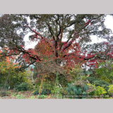 Vines ~ Vitis coignetiae, Crimson Glory Vine ~ Dancing Oaks Nursery and Gardens ~ Retail Nursery ~ Mail Order Nursery