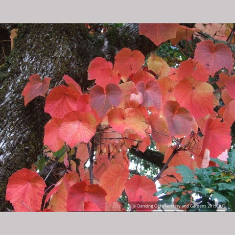 Vines ~ Vitis coignetiae, Crimson Glory Vine ~ Dancing Oaks Nursery and Gardens ~ Retail Nursery ~ Mail Order Nursery