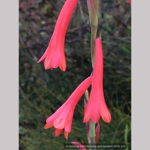 Bulbs & Tubers ~ Watsonia aletroides ~ Dancing Oaks Nursery and Gardens ~ Retail Nursery ~ Mail Order Nursery