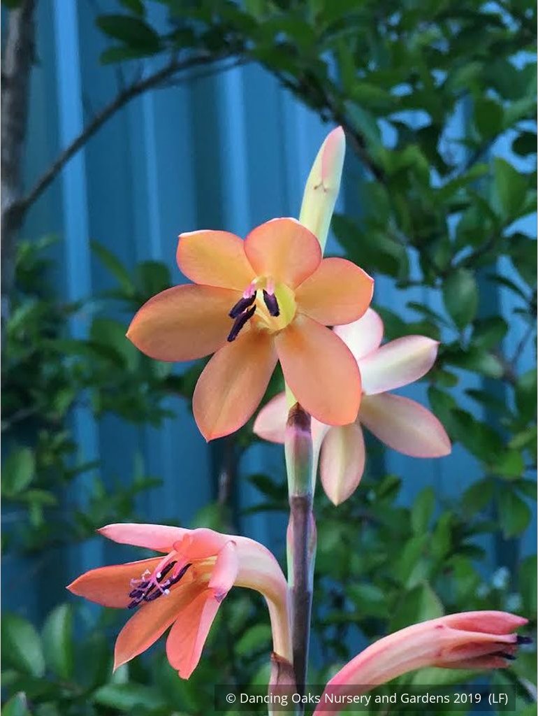 Bulbs & Tubers ~ Watsonia pillansii, Bugle Flower ~ Dancing Oaks Nursery and Gardens ~ Retail Nursery ~ Mail Order Nursery