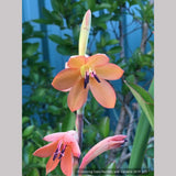 Bulbs & Tubers ~ Watsonia pillansii, Bugle Flower ~ Dancing Oaks Nursery and Gardens ~ Retail Nursery ~ Mail Order Nursery