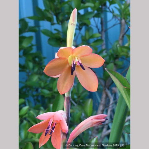 Bulbs & Tubers ~ Watsonia pillansii, Bugle Flower ~ Dancing Oaks Nursery and Gardens ~ Retail Nursery ~ Mail Order Nursery
