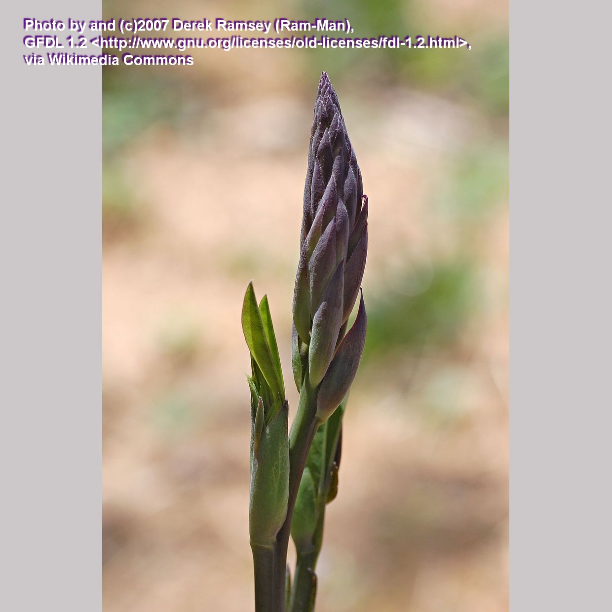 Perennials ~ Baptisia alba, White Wild Indigo ~ Dancing Oaks Nursery and Gardens ~ Retail Nursery ~ Mail Order Nursery