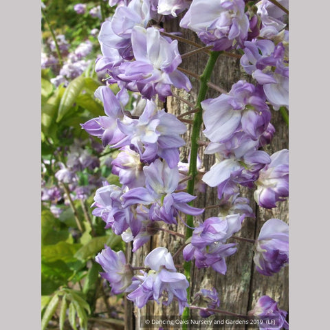 Vines ~ Wisteria floribunda 'Black Dragon', Japanese Wisteria ~ Dancing Oaks Nursery and Gardens ~ Retail Nursery ~ Mail Order Nursery