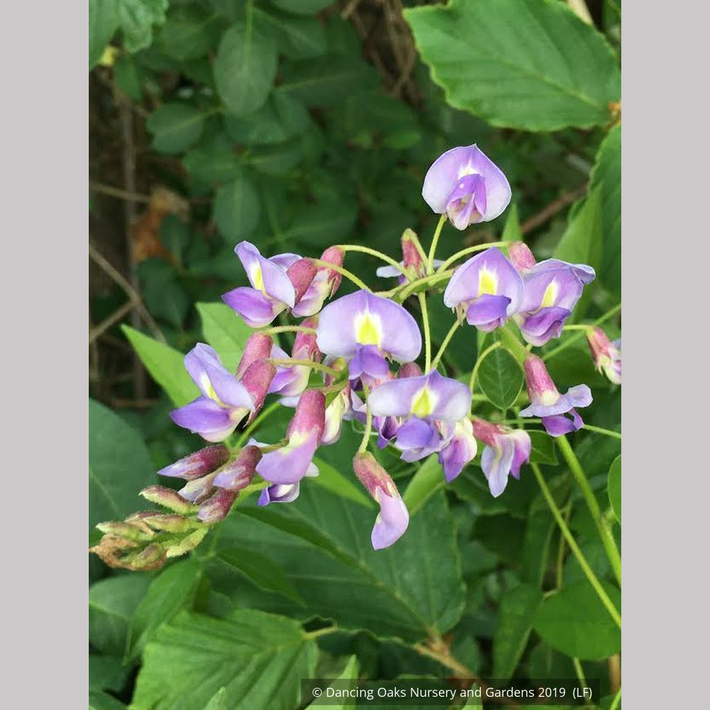 Wisteria macrostachya 'Blue Moon', Kentucky Re-blooming Wisteria – Dancing  Oaks Nursery and Gardens