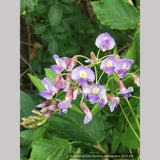 Vines ~ Wisteria macrostachya 'Blue Moon', Kentucky Re-blooming Wisteria ~ Dancing Oaks Nursery and Gardens ~ Retail Nursery ~ Mail Order Nursery