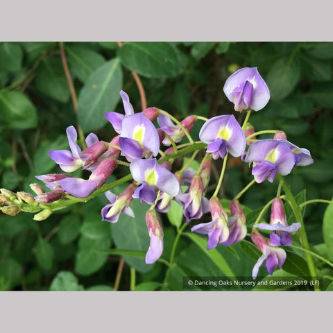 Vines ~ Wisteria macrostachya 'Blue Moon', Kentucky Re-blooming Wisteria ~ Dancing Oaks Nursery and Gardens ~ Retail Nursery ~ Mail Order Nursery