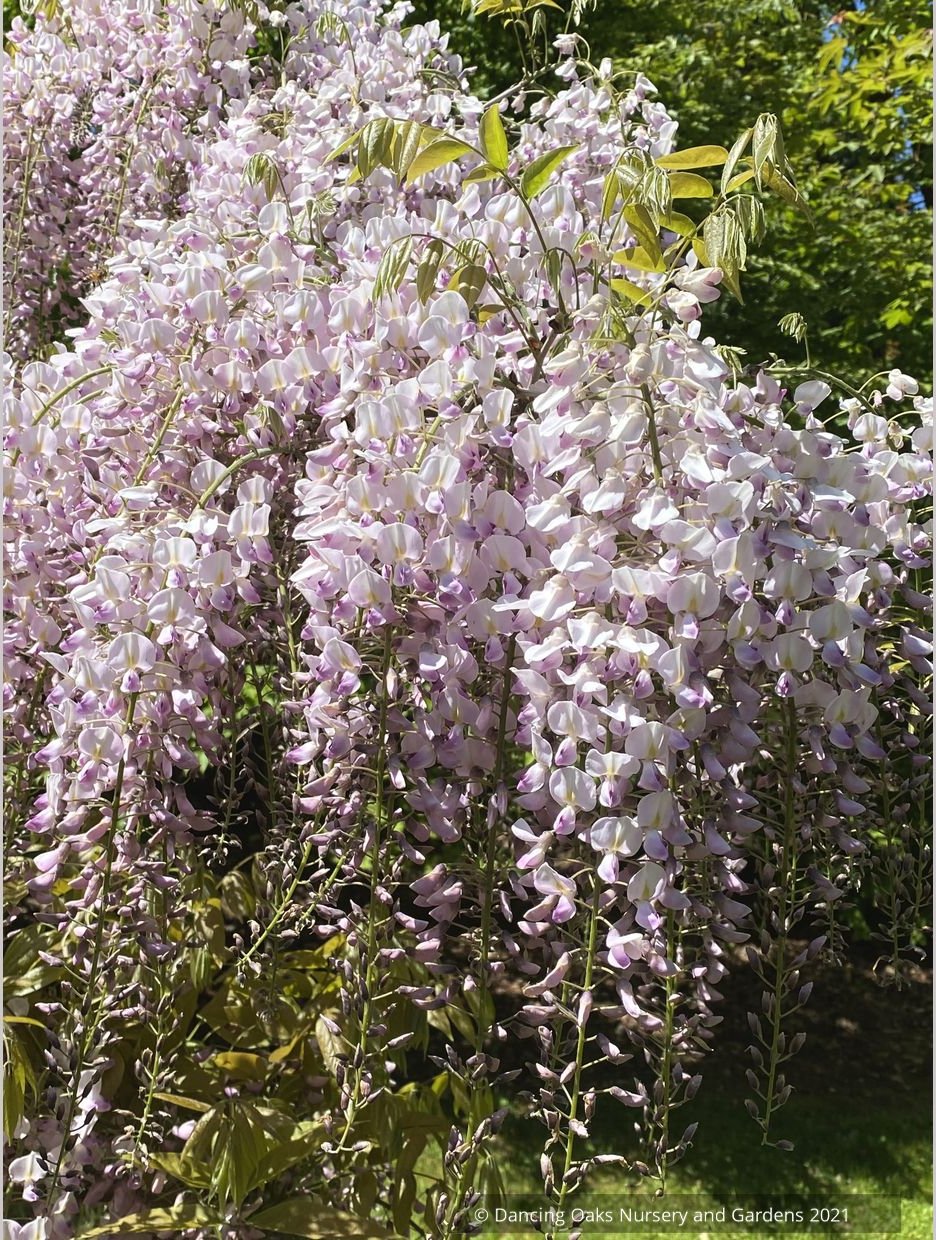 Wisteria floribunda 'Honbeni' (syn. 'Pink Ice'), Japanese wisteria