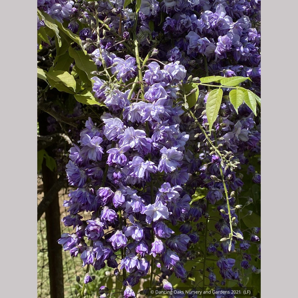 wisteria floribunda 'black dragon Wisteria floribunda 'Black Dragon', Japanese Wisteria