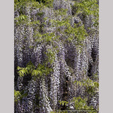 Vines ~ Wisteria floribunda 'Macrobotrys' (syn. 'Multijuga'), Long-Chain Japanese Wisteria ~ Dancing Oaks Nursery and Gardens ~ Retail Nursery ~ Mail Order Nursery