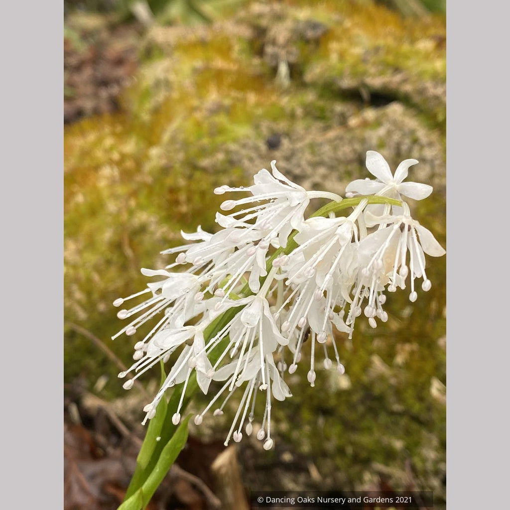Ypsilandra thibetica – Dancing Oaks Nursery and Gardens