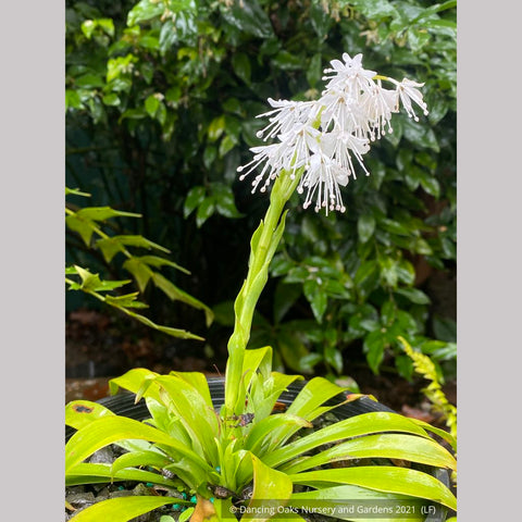 Perennials ~ Ypsilandra thibetica ~ Dancing Oaks Nursery and Gardens ~ Retail Nursery ~ Mail Order Nursery