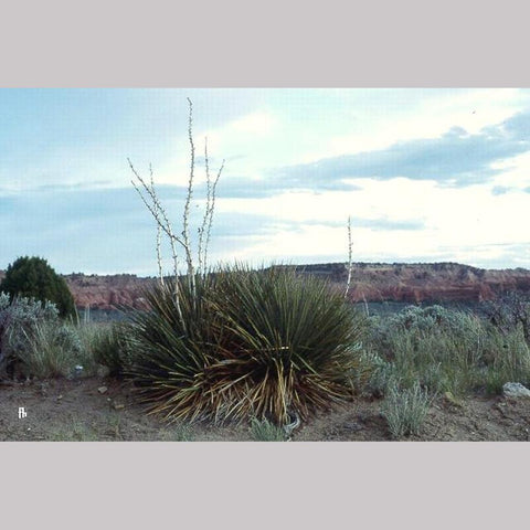 Perennials ~ Yucca angustissima var. kanabensis, Kanab Yucca ~ Dancing Oaks Nursery and Gardens ~ Retail Nursery ~ Mail Order Nursery