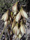 Perennials ~ Yucca baccata, Banana Yucca ~ Dancing Oaks Nursery and Gardens ~ Retail Nursery ~ Mail Order Nursery