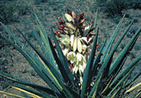 Perennials ~ Yucca baccata, Banana Yucca ~ Dancing Oaks Nursery and Gardens ~ Retail Nursery ~ Mail Order Nursery