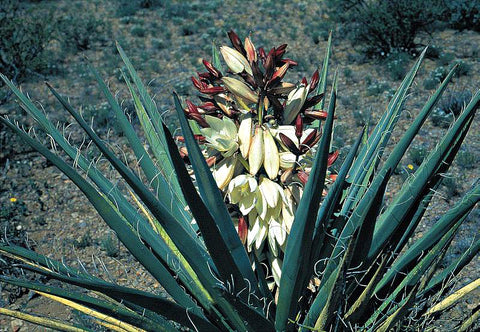Perennials ~ Yucca baccata, Banana Yucca ~ Dancing Oaks Nursery and Gardens ~ Retail Nursery ~ Mail Order Nursery
