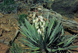 Perennials ~ Yucca baccata, Banana Yucca ~ Dancing Oaks Nursery and Gardens ~ Retail Nursery ~ Mail Order Nursery