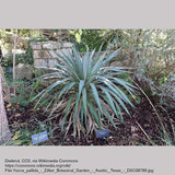 Perennials ~ Yucca pallida, Pale-leaf Yucca ~ Dancing Oaks Nursery and Gardens ~ Retail Nursery ~ Mail Order Nursery