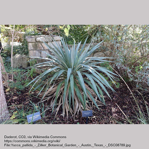 Perennials ~ Yucca pallida, Pale-leaf Yucca ~ Dancing Oaks Nursery and Gardens ~ Retail Nursery ~ Mail Order Nursery