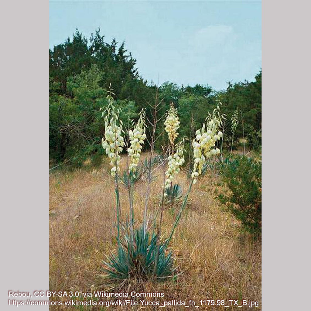 yucca cane wiki Yucca pallida, Pale-leaf Yucca