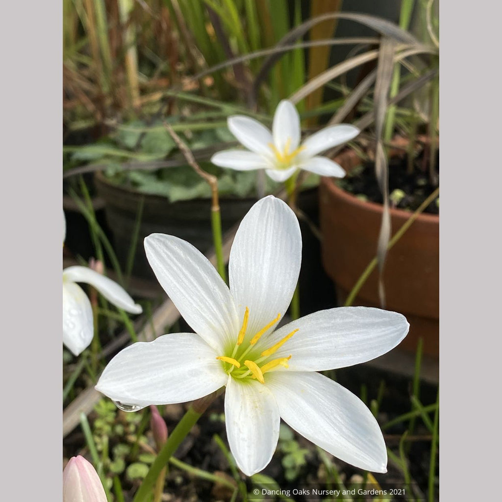 white lily flower near me Zephyranthes candida var. major, Rain Lily – Dancing Oaks Nursery and Gardens