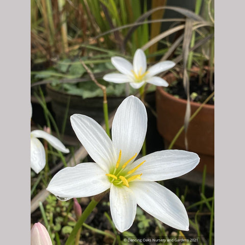 Bulbs & Tubers ~ Zephyranthes candida var. major, Rain Lily ~ Dancing Oaks Nursery and Gardens ~ Retail Nursery ~ Mail Order Nursery