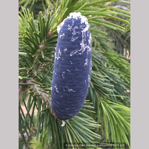 Trees ~ Abies pindrow, West Himalayan Fir ~ Dancing Oaks Nursery and Gardens ~ Retail Nursery ~ Mail Order Nursery