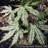 Trees ~ Acer palmatum 'First Ghost', Japanese Maple ~ Dancing Oaks Nursery and Gardens ~ Retail Nursery ~ Mail Order Nursery