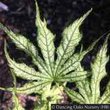 Trees ~ Acer palmatum 'First Ghost', Japanese Maple ~ Dancing Oaks Nursery and Gardens ~ Retail Nursery ~ Mail Order Nursery
