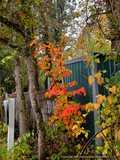 Trees ~ Acer japonicum 'O-isami', Japanese Maple ~ Dancing Oaks Nursery and Gardens ~ Retail Nursery ~ Mail Order Nursery