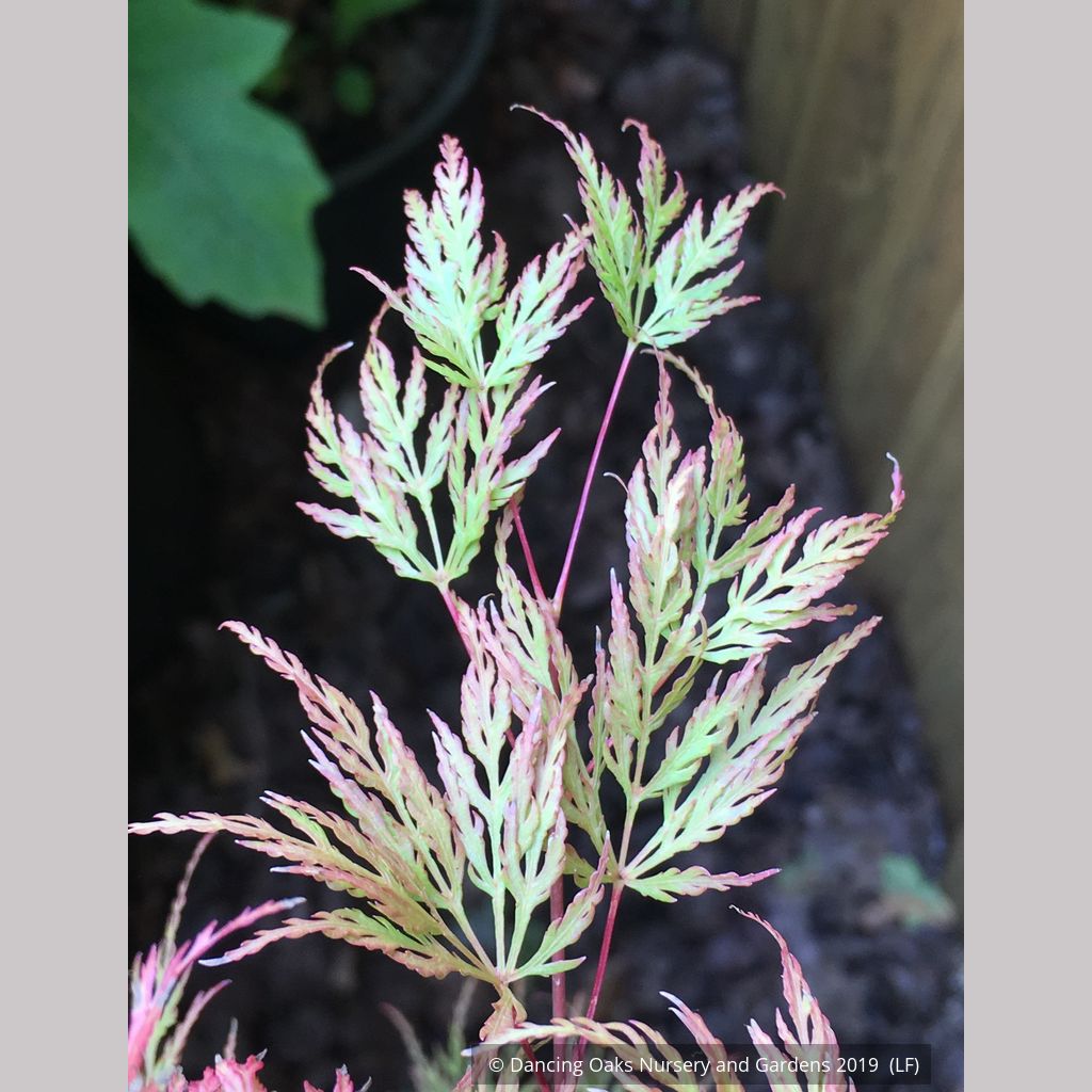 Emerald Lace Japanese Maple